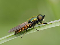 Broad centurian soldier fly (Chloromyia formosa) male, portrait, Hertfordshire, England, UK. June. Focus stacked.