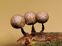 Slime mould (Cribraria argillacea) mature sporangia on rotting pine log with fungi starting to infect the stems, Hertfordshire, England, UK. September. Focus stacked.