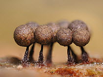 Slime mould (Cribraria argillacea) 1mm tall mature sporangia on rotting pine log, Hertfordshire, England, UK. August. Focus stacked.