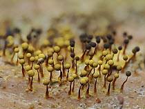 Slime mould (Cribraria aurantiaca) group of 1mm tall mature sporangia on rotting pine log showing different colour stages, Buckinghamshire, England, UK. July. Focus stacked.
