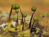 Slime mould (Cribraria aurantiaca) newly developed 1mm tall sporangia in green colour stage, Buckinghamshire, England, UK. July. Focus stacked.