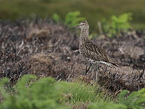 Curlew (Numenius Arquata) standing on recently burnt strip of heather on working Grouse Moor, North Yorkshire, England, UK. July.