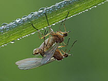 Dagger flies (Empis livida) pair mating at dawn with dew, Hertfordshire, England, UK. May. Focus stacked.