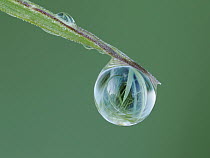 Close up of dew drop on grass tip showing grass behind refracted in droplet, Hertfordshire, England, UK. May. Focus stacked.