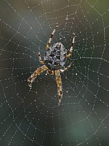 Garden spider (Araneus diadematus) on orb web at dawn with dew, Hertfordshire, England, UK. September. Focus stacked.