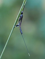 Kleptoparasitic wasp (Gasteruption jaculator) female, roosting on grass stem, Hertfordshire, England, UK. July. Focus stacked.