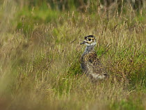 Golden plover (Pluvialis Apricaria) chick standing among grasses on moorland, North Yorkshire, England, UK. July.