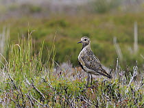Golden plover (Pluvialis Apricaria) male, perched among burnt stems of heather on moorland, North Yorkshire, England, UK. July.