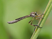 Robberfly (Leptogaster cylindrica) female resting on grass stem, Hertfordshire, England, UK. June. Focus stacked.