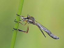 Robberfly (Leptogaster cylindrica) female feeding on fly prey, Hertfordshire, England, UK. July. Focus stacked.