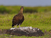 Red grouse (Lagopus lagopus scotica) male, standing on rock on moorland, North Yorkshire, England, UK. July.
