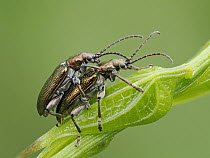 Reed beetles (Donacia aquatica) pair mating on waterside vegetation, Oxfordshire, England, UK. June. Focus stacked.