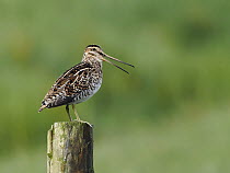 Common snipe (Gallinago gallinago) perched on fence post calling, Upper Teesdale, County Durham, England, UK. July.
