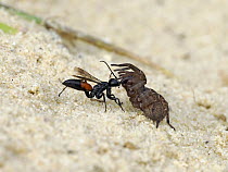 Spider hunting wasp (Priocnemis parvula) dragging paralysed spider prey back to its burrow, Oxfordshire, England, UK. September.