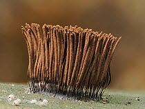 Slime mould (Stemonitis axifera) mature sporangia ready to disperse spores, Buckinghamshire, England, UK, July. Focus stacked.