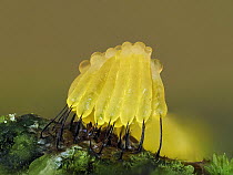 Slime mould (Stemonitis virginiensis) recently developed sporangia, Buckinghamshire, England, UK, July. Focus stacked.