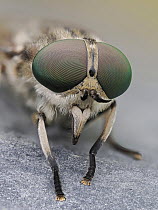 Horse fly (Tabanus autumnalis) portrait, close up showing compound eyes, Hertfordshire, England, UK. June. Focus stacked.