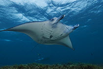Reef manta ray (Mobula alfredi) swimming over reef, Yap, Federated States of Micronesia, Pacific Ocean.