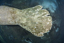 Tail of Florida manatee (Trichechus manatus latirostris) with healed wounds from boat propellers, Three Sisters Spring, Crystal River, Florida, USA.