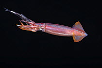 Purpleback flying squid (Sthenoteuthis oualaniensis) feeding on fish in open sea, Yap, Federated States of Micronesia, Pacific Ocean.