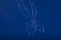 Crustacean (Crustacea sp.) larvae swimming in open sea at night, Yap, Federated States of Micronesia, Pacific Ocean..