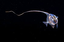 Moorish idol (Zanclus cornutus) larvae swimming in open sea at night, Yap, Federated States of Micronesia, Pacific Ocean.