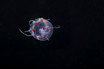 Amphipod (Amphipoda sp.) clinging to Crown jellyfish (Nausithoe picta) swimming in open sea at night, Yap, Federated States of Micronesia, Pacific Ocean.
