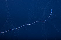 Siphonophore (Praya dubia) feeding in open sea at night, Yap, Federated States of Micronesia, Pacific Ocean.