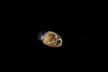 Butterflyfish (Chaetodon sp.) larvae swimming in open sea at night, Yap, Federated States of Micronesia, Pacific Ocean.