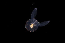 Sea angel (Gymnosomata sp.) swimming in open sea at night, Yap, in the Federated States of Micronesia, Pacific Ocean.