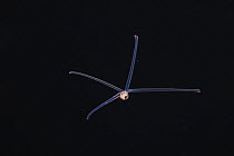 Bivalve (Bivalvia sp.) or Sea snail (Gastropoda sp.) larvae, known as a veliger floating in open sea at night, Yap, Federated States of Micronesia, Pacific Ocean.