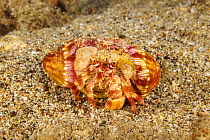 Left handed hermit crab (Dardanus gemmatus) resting on seabed with two Hermit crab anemone's (Calliactis polypus) on shell, Hawaii, Pacific Ocean.