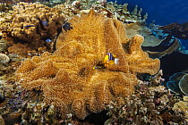 Clark's anemonefish (Amphiprion clarkii) living in Merten's' carpet sea anemone (Stichodactyla mertensii) with two Three spot damselfish (Dascyllus trimaculatus) juveniles, Yap, Microne...