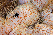 Three spot damselfish (Dascyllus trimaculatus) juvenile, swimming beside Mertens' carpet sea anemone (Stichodactyla mertensii) for protection, Yap, Micronesia, Pacific Ocean. Fish loses immunity...