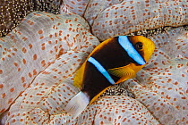 Clark's anemonefish (Amphiprion clarkii) swimming above Mertens' carpet sea anemone (Stichodactyla mertensii), Yap, Micronesia, Pacific Ocean.