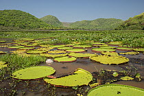 RF - Giant water lilies (Victoria sp.) in wetland, Serra do Amolar, Pantanal, Mato Grosso, Brazil. (This image may be licensed either as rights managed or royalty free.)