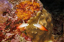 Fire dartfish (Nemateleotris magnifica) pair swimming in reef, Yap, Micronesia, Pacific Ocean.