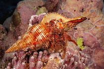 Hairy netted hermit crab (Aniculus retipes) resting on coral reef, Yap, Federated States of Micronesia, Pacific Ocean.