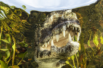 RF - Spectacled caiman (Caiman crocodilus) underwater portrait, Pantanal, Mato Grosso, Brazil. (This image may be licensed either as rights managed or royalty free.)