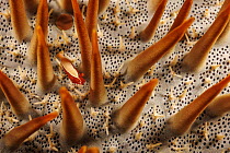 Sea star shimp (Periclimenes soror) between spines of Crown-of-thorns starfish (Acanthaster planci), Yap, Micronesia, Pacific Ocean.
