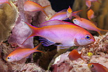 Yellownose slender anthias (Luzonichthys whitleyi) shoaling in reef, Yap, Federated States of Micronesia, Pacific Ocean.