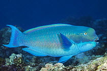 Steephead Parrotfish (Chlorurus microrhinos) male swimming above reef, Yap, Federated States of Micronesia, Pacific Ocean.