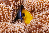 Clark's anemonefish (Amphiprion clarkii) hiding amongst tentacles of Merten's carpet sea anemone (Stichodactyla mertensii), Yap, Micronesia, Pacific Ocean.