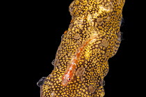 Whip coral goby (Bryaninops amplus) resting on Colonial tunicate (Botrylloides sp.), Yap, Federated States of Micronesia, Pacific Ocean.