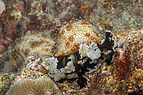 Graeff's sea cucumber (Pearsonothuria graeffei) feeding whilst resting on algae encrusted rocks, Yap, Micronesia, Pacific Ocean.