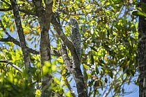 Great potoo (Nyctibius grandis) perched in tree, Pantanal wetlands, Mato Grosso, Brazil.