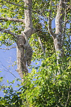Brazilian porcupine (Coendou prehensilis) climbing down tree trunk, Pantanal, Mato Grosso do Sul, Brazil.