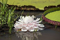 Giant water lily (Victoria sp.) in flower, Serra do Amolar, Pantanal, Mato Grosso, Brazil.