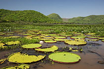 Giant water lilies (Victoria sp.) in wetland, Serra do Amolar, Pantanal, Mato Grosso, Brazil.