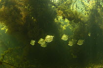 Spotted metynnis (Metynnis maculatus) shoal swimming among aquatic vegetation, Paraguay River, Pantanal, Brazil.